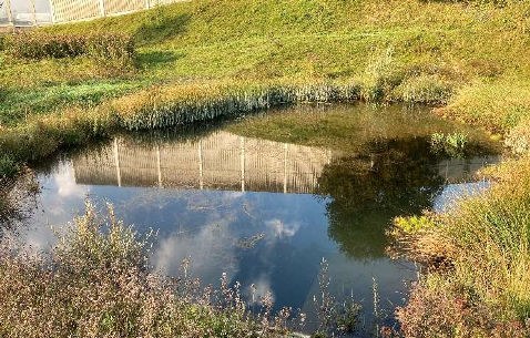 Naturnahes Regenrückhaltebecken im Dauerstau mit bewachsenen Ufern