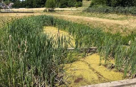 Regen-Rückhalteanlage mit dichtem Schilfgürtel und zugewachsener Wasserfläche
