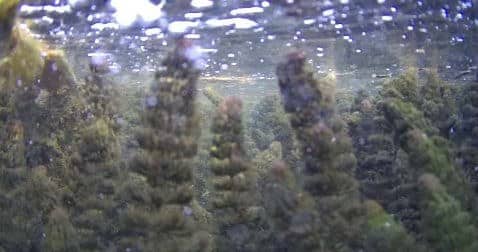 Dichte Unterwasservegetation in einem Rückhaltebecken, die Sonarmessungen stört